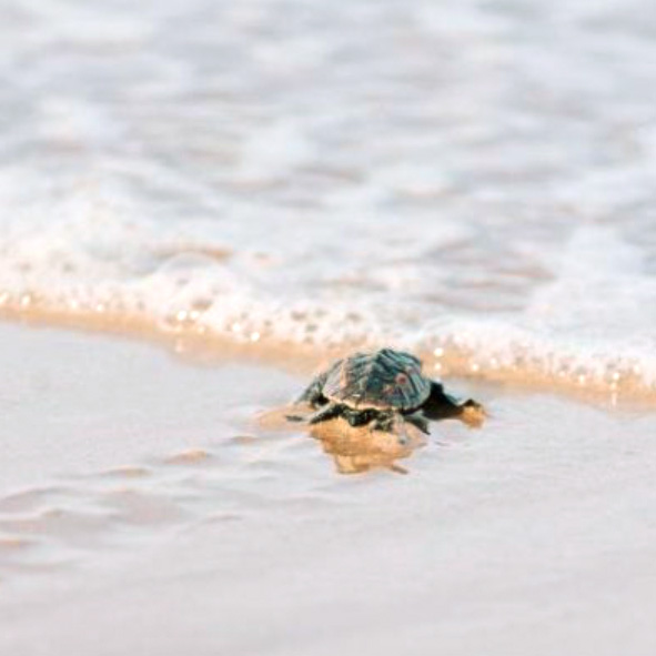 Liberación de tortugas en Cancún